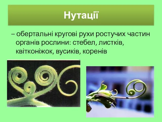 Нутації – обертальні кругові рухи ростучих частин органів рослини: стебел, листків, квітконіжок, вусиків, коренів