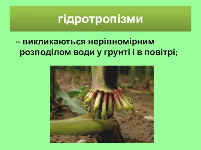 гідротропізми – викликаються нерівномірним розподілом води у грунті і в повітрі;