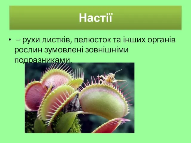 Настії – рухи листків, пелюсток та інших органів рослин зумовлені зовнішніми подразниками.