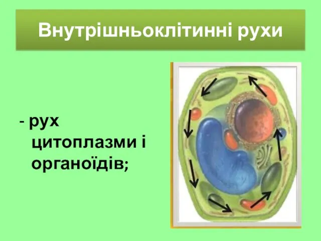 Внутрішньоклітинні рухи - рух цитоплазми і органоїдів;