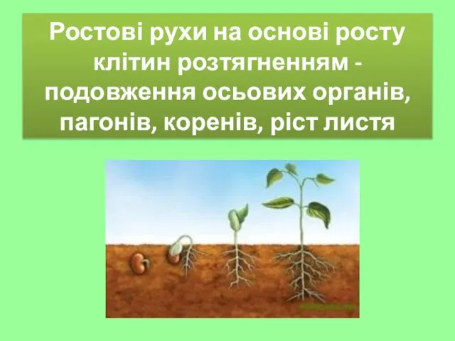 Ростові рухи на основі росту клітин розтягненням - подовження осьових органів, пагонів, коренів, ріст листя