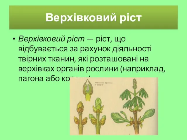 Верхівковий ріст Верхівковий ріст — ріст, що відбувається за рахунок