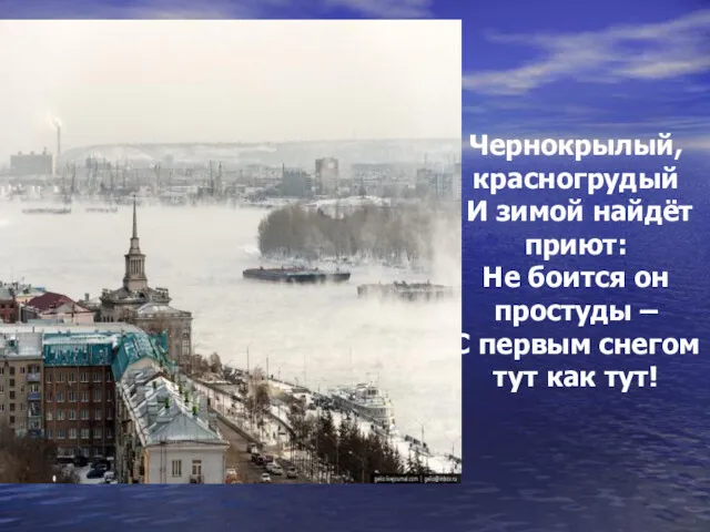 Чернокрылый, красногрудый И зимой найдёт приют: Не боится он простуды