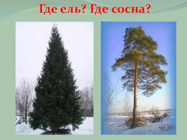 Где ель? Где сосна?