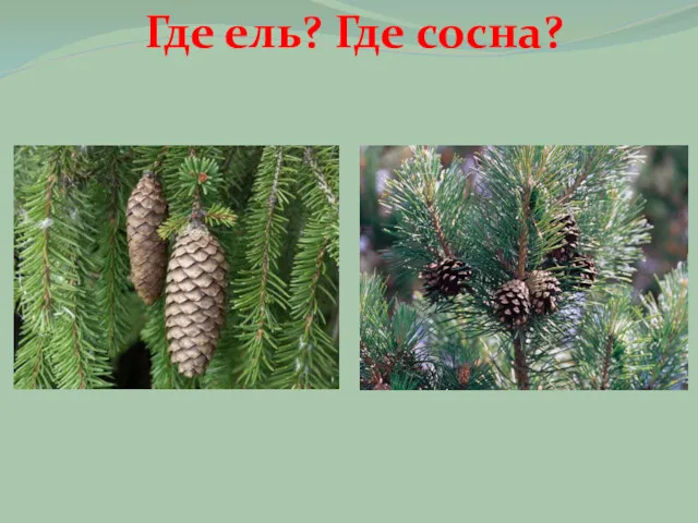 Где ель? Где сосна?