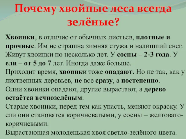 Хвоинки, в отличие от обычных листьев, плотные и прочные. Им не страшна зимняя