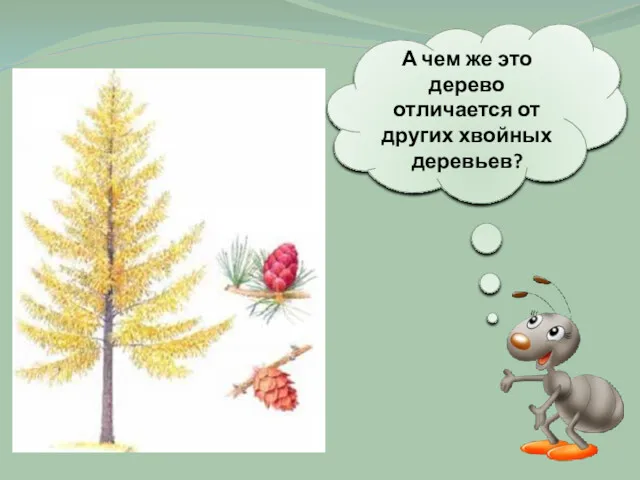 А чем же это дерево отличается от других хвойных деревьев?