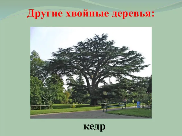 Другие хвойные деревья: кедр