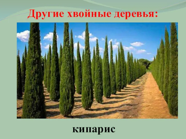 Другие хвойные деревья: кипарис