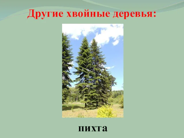 Другие хвойные деревья: пихта