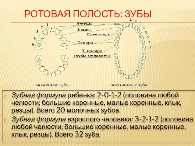 Зубная формула ребенка: 2-0-1-2 (половина любой челюсти; большие коренные, малые