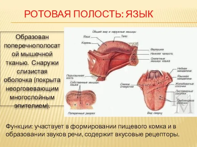 Образован поперечнополосатой мышечной тканью. Снаружи слизистая оболочка (покрыта неорговевающим многослойным