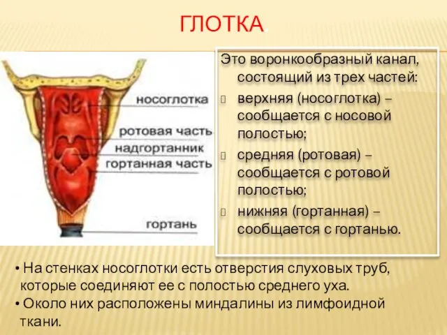 ГЛОТКА. Это воронкообразный канал, состоящий из трех частей: верхняя (носоглотка)