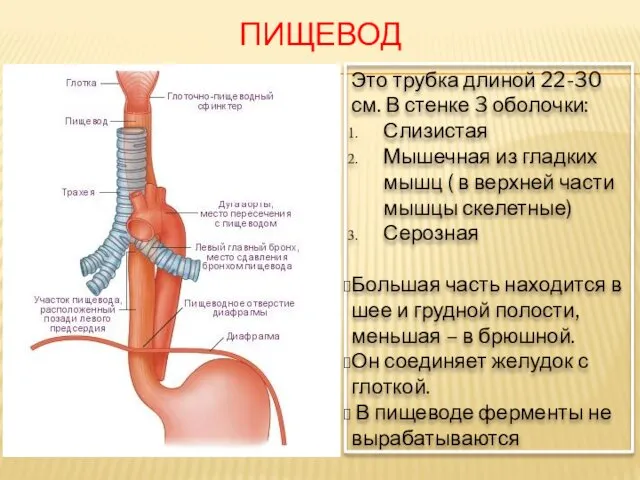 ПИЩЕВОД Это трубка длиной 22-30 см. В стенке 3 оболочки: