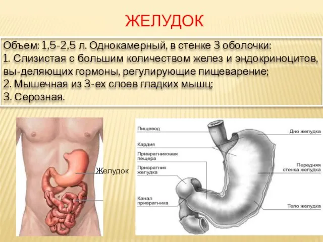 ЖЕЛУДОК Объем: 1,5-2,5 л. Однокамерный, в стенке 3 оболочки: 1.