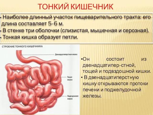 ТОНКИЙ КИШЕЧНИК Наиболее длинный участок пищеварительного тракта: его длина составляет