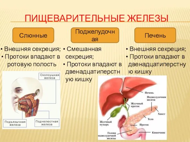 ПИЩЕВАРИТЕЛЬНЫЕ ЖЕЛЕЗЫ Слюнные Поджелудочная Печень Внешняя секреция; Протоки впадают в