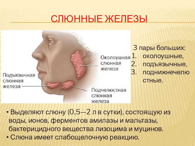 СЛЮННЫЕ ЖЕЛЕЗЫ 3 пары больших: околоушные, подъязычные, поднижнечелюстные. Выделяют слюну