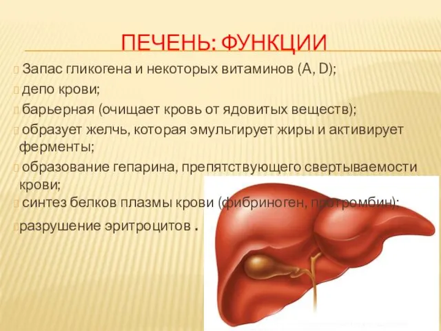 ПЕЧЕНЬ: ФУНКЦИИ Запас гликогена и некоторых витаминов (A, D); депо