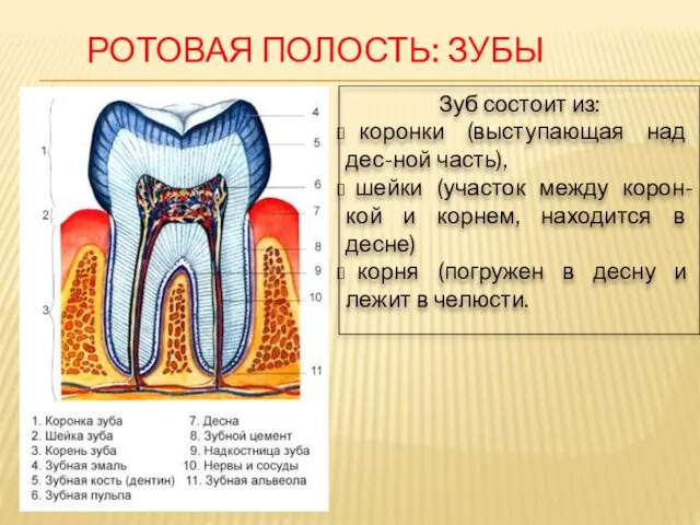 Зуб состоит из: коронки (выступающая над дес-ной часть), шейки (участок