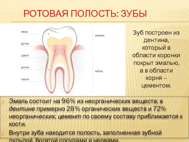 Эмаль состоит на 96% из неорганических веществ; в дентине примерно