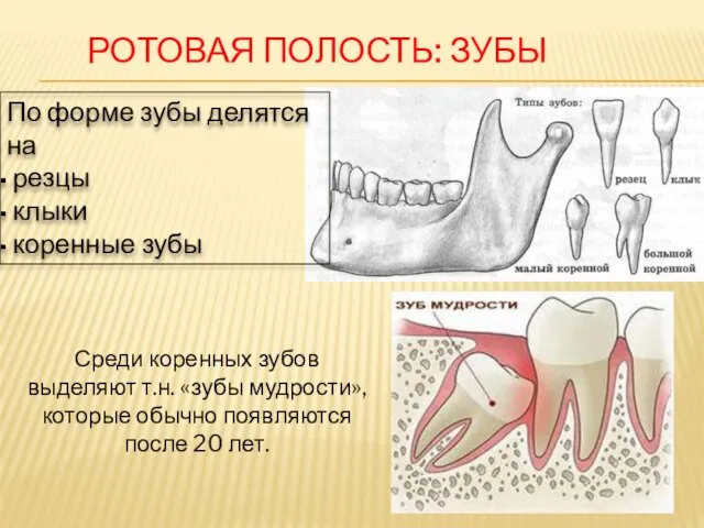 По форме зубы делятся на резцы клыки коренные зубы РОТОВАЯ