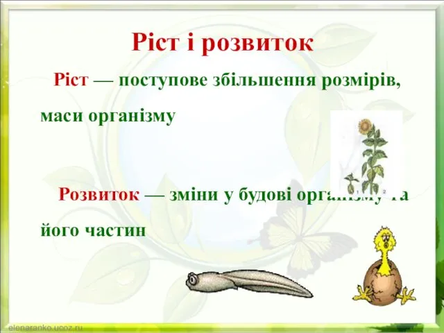 Ріст і розвиток Ріст — поступове збільшення розмірів, маси організму