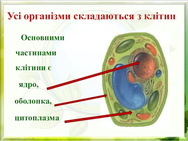 Усі організми складаються з клітин Основними частинами клітини є ядро, оболонка, цитоплазма