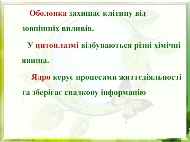 Оболонка захищає клітину від зовнішніх впливів. У цитоплазмі відбуваються різні