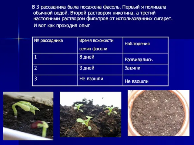 В 3 рассадника была посажена фасоль. Первый я поливала обычной