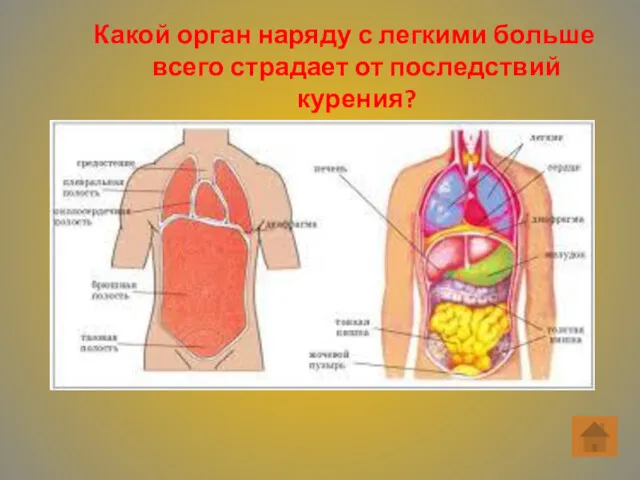 Какой орган наряду с легкими больше всего страдает от последствий курения?