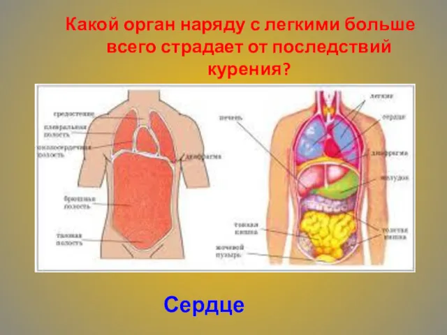 Какой орган наряду с легкими больше всего страдает от последствий курения? Сердце