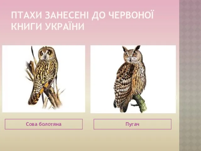 ПТАХИ ЗАНЕСЕНІ ДО ЧЕРВОНОЇ КНИГИ УКРАЇНИ Сова болотяна Пугач