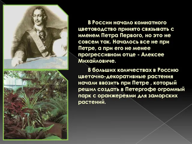 В России начало комнатного цветоводство принято связывать с именем Петра Первого, но это