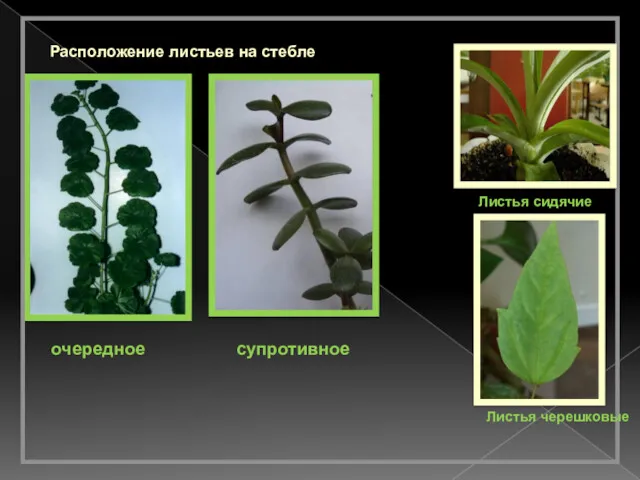 Расположение листьев на стебле очередное супротивное Листья сидячие Листья черешковые