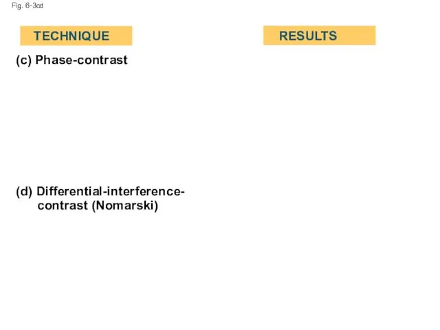 Fig. 6-3cd (c) Phase-contrast (d) Differential-interference- contrast (Nomarski) TECHNIQUE RESULTS