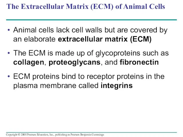 The Extracellular Matrix (ECM) of Animal Cells Animal cells lack