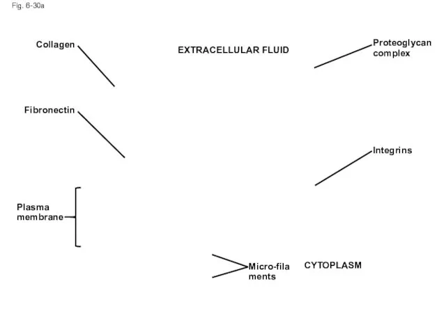 Fig. 6-30a Collagen Fibronectin Plasma membrane Proteoglycan complex Integrins CYTOPLASM Micro-filaments EXTRACELLULAR FLUID