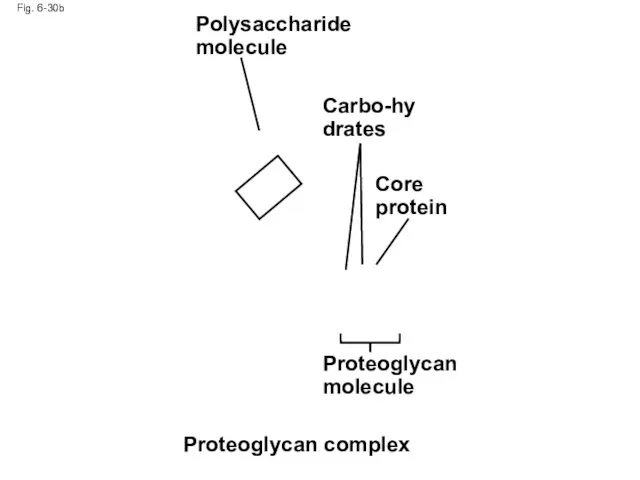 Fig. 6-30b Polysaccharide molecule Carbo-hydrates Core protein Proteoglycan molecule Proteoglycan complex