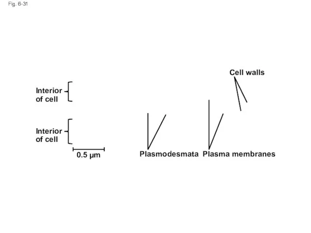 Fig. 6-31 Interior of cell Interior of cell 0.5 µm Plasmodesmata Plasma membranes Cell walls