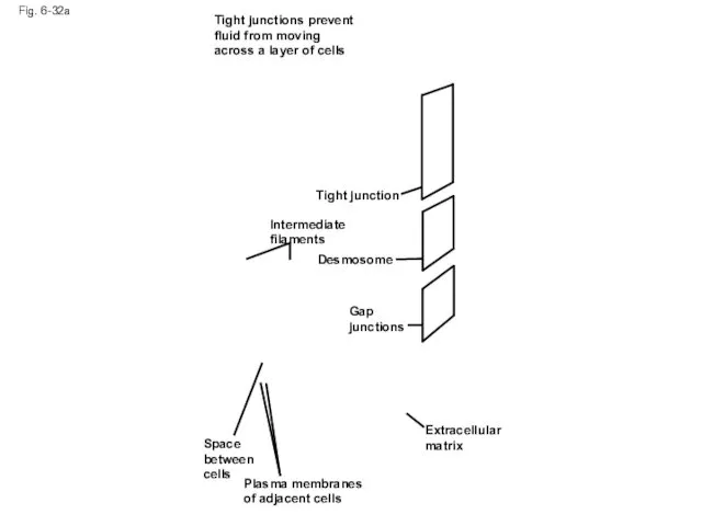 Fig. 6-32a Tight junctions prevent fluid from moving across a