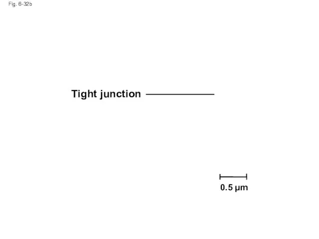 Fig. 6-32b Tight junction 0.5 µm