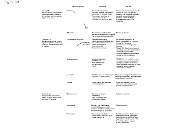 Fig. 6-UN1 Cell Component Structure Function Houses chromosomes, made of