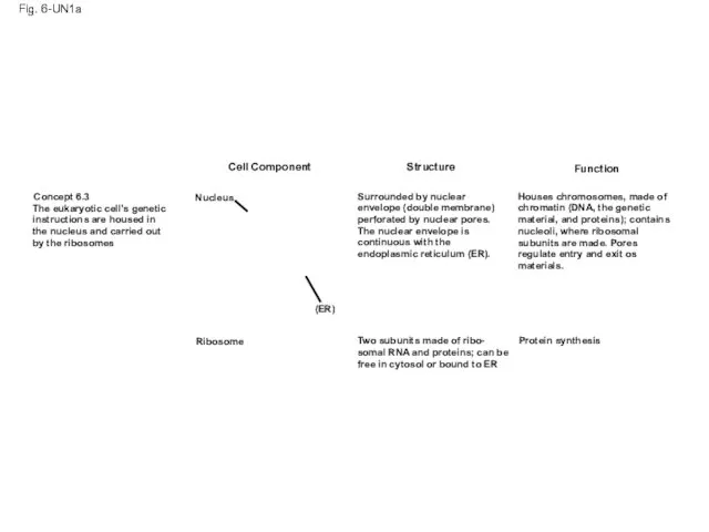 Fig. 6-UN1a Cell Component Structure Function Concept 6.3 The eukaryotic