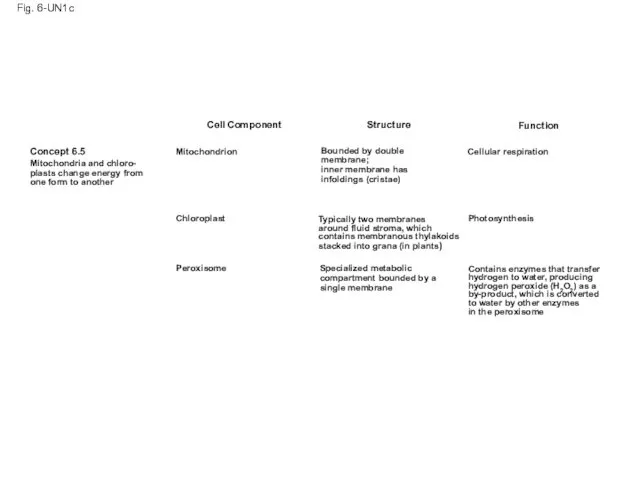 Fig. 6-UN1c Cell Component Concept 6.5 Mitochondria and chloro- plasts