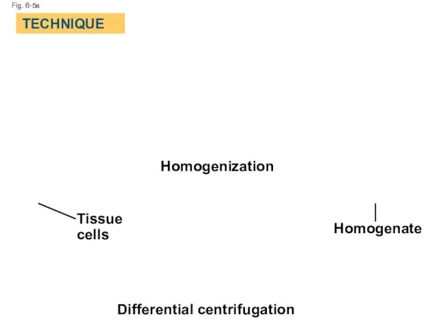 Fig. 6-5a Homogenization Homogenate Differential centrifugation Tissue cells TECHNIQUE