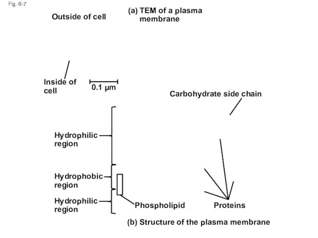 Fig. 6-7 TEM of a plasma membrane (a) (b) Structure