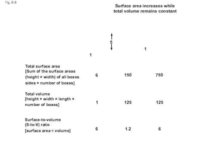 Fig. 6-8 Surface area increases while total volume remains constant