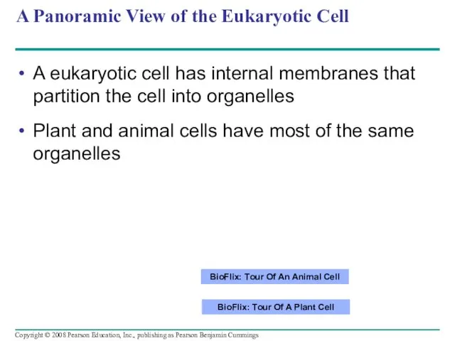 A Panoramic View of the Eukaryotic Cell A eukaryotic cell