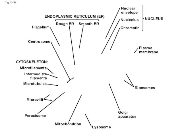 Fig. 6-9a ENDOPLASMIC RETICULUM (ER) Smooth ER Rough ER Flagellum